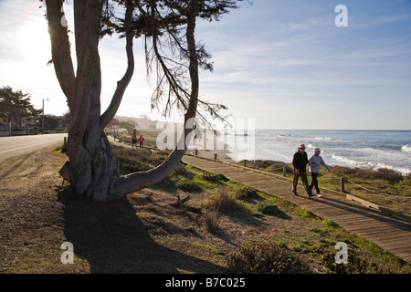 Les visiteurs de marcher sur le trottoir de bois passé un arbre relatif, San Simeon State Park, San Simeon, California, USA Banque D'Images