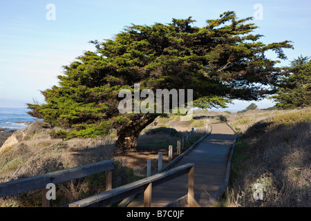 Promenade en bois et l'arbre relatif, San Simeon State Park, San Simeon, California, USA Banque D'Images