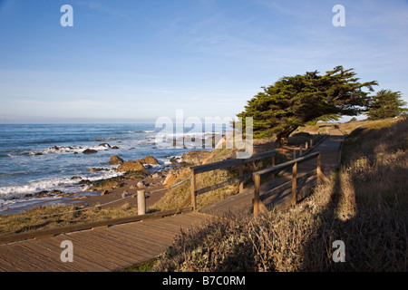 Promenade en bois et l'arbre relatif, San Simeon State Park, San Simeon, California, USA Banque D'Images