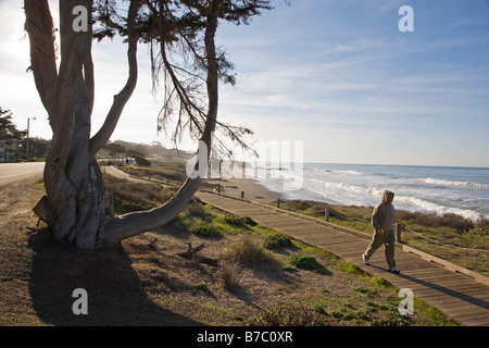 Les visiteurs de marcher sur le trottoir de bois passé un arbre relatif, San Simeon State Park, San Simeon, California, USA Banque D'Images