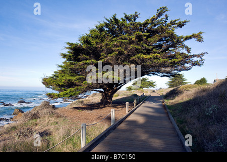 Promenade en bois et l'arbre relatif, San Simeon State Park, San Simeon, California, USA Banque D'Images