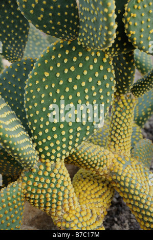 Oreilles de lapin cactus (Opuntia microdasys) Banque D'Images