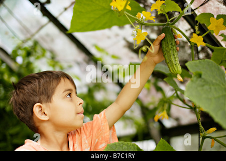 Six ans picks cucmber de vigne dans les émissions de Banque D'Images