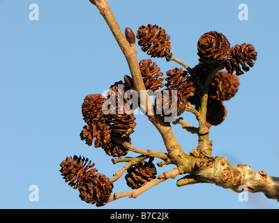 Sur les cônes d'aulne (Alnus incana aulne arbre gris) Banque D'Images