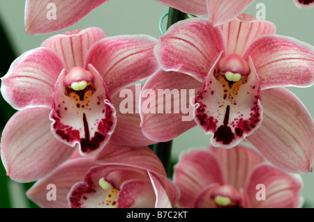 Rose hybride Cymbidium Orchidée teinte La teinte rouge asiatique exotique fleurs fleur qui s'épanouit depuis longtemps d'une durée Banque D'Images