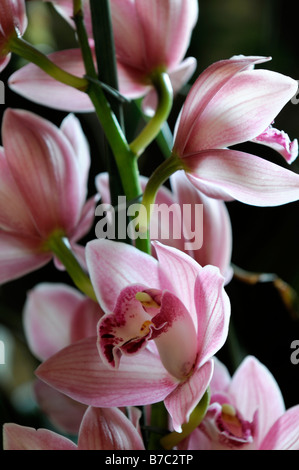 Rose hybride Cymbidium Orchidée teinte La teinte rouge asiatique exotique fleurs fleur qui s'épanouit depuis longtemps d'une durée Banque D'Images