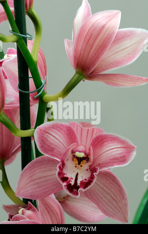 Rose hybride Cymbidium Orchidée teinte La teinte rouge asiatique exotique fleurs fleur qui s'épanouit depuis longtemps d'une durée Banque D'Images