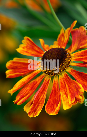 HELENIUM Sneezeweed CHRISTIAN Helen's flower closeup close up macro portrait détail fleur vivace fleur orange jaune Banque D'Images