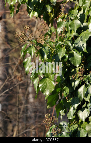 Lierre (Hedera helix) Banque D'Images