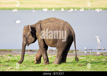 Un éléphant avec une plaie visible dans sa cuisse d'un braconnier (Dambulla, Sri Lanka) Banque D'Images