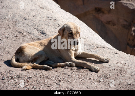 Chien de garde de la carrière Assouan Banque D'Images