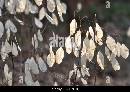 Lunaria rediviva pérennes (honnêteté) Banque D'Images