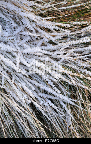 Fétuque fétuque (Festuca rubra) avec givre Banque D'Images