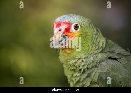 Red-lored amazon Banque D'Images