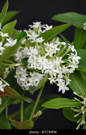 Bushman's poison (acokanthera oppositifolia) Banque D'Images