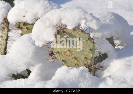 Plaines le figuier de Barbarie (Opuntia polyacantha) Banque D'Images