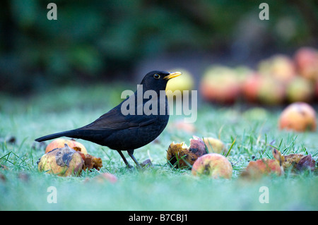 Blackbird mâle dans l'alimentation sur les pommes de jardin Banque D'Images