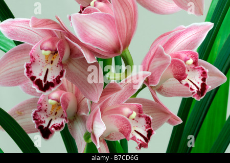 Rose hybride Cymbidium Orchidée teinte La teinte rouge asiatique exotique fleurs fleur qui s'épanouit depuis longtemps d'une durée Banque D'Images