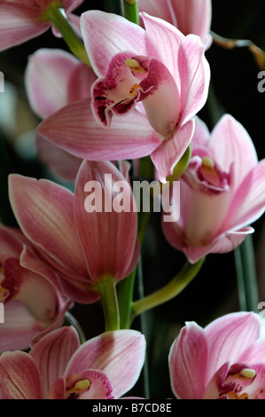 Rose hybride Cymbidium Orchidée teinte La teinte rouge asiatique exotique fleurs fleur qui s'épanouit depuis longtemps d'une durée Banque D'Images