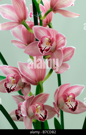 Rose hybride Cymbidium Orchidée teinte La teinte rouge asiatique exotique fleurs fleur qui s'épanouit depuis longtemps d'une durée Banque D'Images