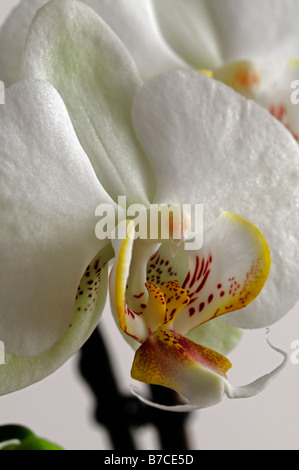 Fleur d'orchidée phalaenopsis blanche détail close up closeup espèce tropicales asiatiques exotiques Banque D'Images