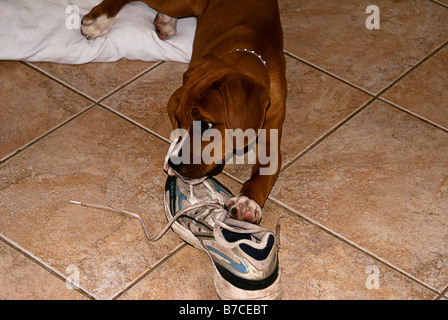 Boxer chiot à mâcher sur une vieille chaussure Banque D'Images