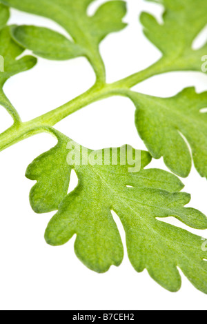 Grande camomille Tanacetum parthenium Banque D'Images