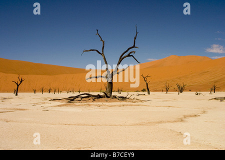 Arbres fossilisés et cours d'eau séché à Dead Vlei, Sossusvlei, Namibie. Banque D'Images