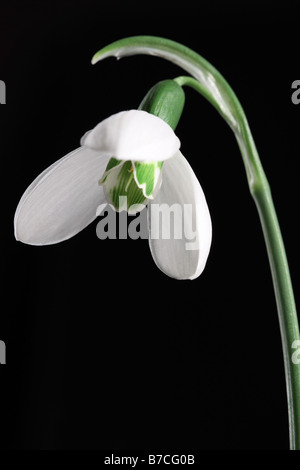 Close up of a single snowdrop Banque D'Images