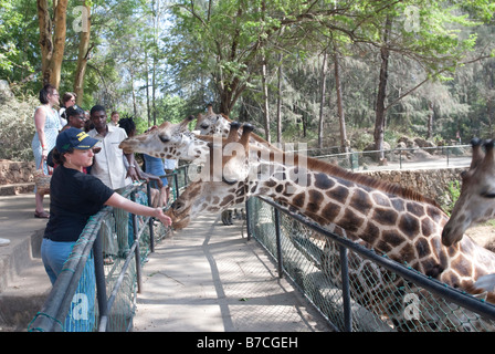 Les touristes femme girafe alimentation Parc Haller Mombasa Kenya Banque D'Images