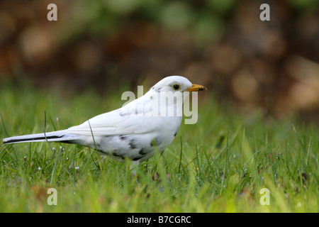 Blackbird Turdus merula seul mâle adulte avec principalement des plumes blanches sur le gazon permanent Pennington Hampshire UK Banque D'Images