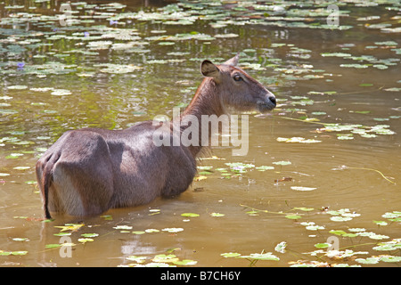 Piscine commune waterbuck patauger dans Parc Haller Mombasa Kenya Banque D'Images