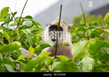 Un singe sauvage manger les feuilles Banque D'Images