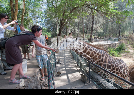 Femme girafe alimentation tourisme Parc Haller Mombasa Kenya Banque D'Images