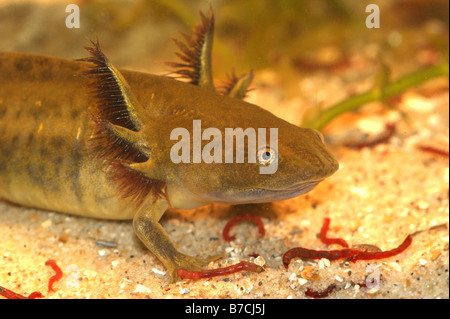 Des larves d'Ambystoma mavortium - la salamandre tigrée Banque D'Images