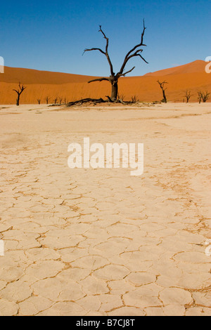 Les arbres fossilisés et séché au cours de la rivière Dead Vlei Sossusvlei Namibie Afrique du Sud Ouest Banque D'Images