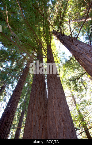 Bois rouge des arbres près de la Big Sur Lodge, Julia Pfeiffer Burns State Park, côte de Big Sur, Californie, USA Banque D'Images