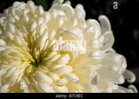 Close-up of a large white chrysanthème avec arrière-plan sombre. Banque D'Images