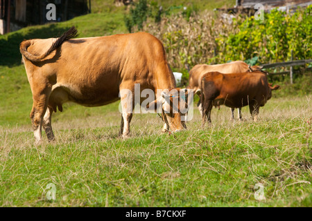 Les vaches de pâturage cowbell portant autour du cou Ayder Yaylasi Rize Région de la mer Noire de la Turquie Banque D'Images