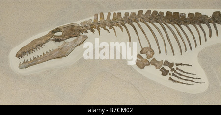 Mosasaure fossiles de reptiles aquatiques,, (Platecarpus sp.), de la fin du Crétacé, la formation de craie Niobrara Kansas Banque D'Images