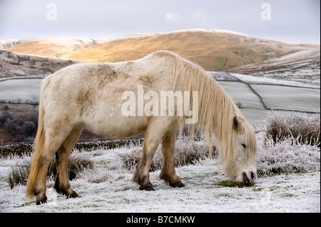 White Poney Fell pâturage sur les landes couvertes de neige Cumbria Ravenstonedale Banque D'Images