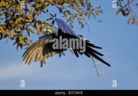 Anodorhynchus hyacinthinus hyacinth macaw (), dans le soleil du matin, Brésil, Pantanal Banque D'Images