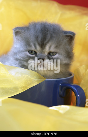 Chat domestique, chat de maison, le Persan (Felis silvestris catus). f, jeune chat persan dans une tasse Banque D'Images