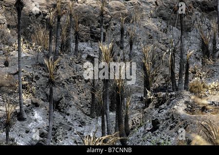 Forêt de palmiers brûlés par un feu de forêt en 2007, l'hôtellerie, Gran Canaria Banque D'Images