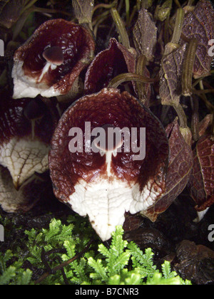 L'aristoloche (Aristolochia arbres arborea), fleur avec un mannequin de champignons Banque D'Images