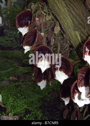 L'aristoloche (Aristolochia arbres arborea), fleurs avec un mannequin de champignons Banque D'Images