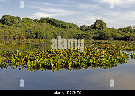 L'eau courante, waterhyacinth-jacinthe d'eau (Eichhornia crassipes), paysage typique du Pantanal avec de l'eau-jacinthes, Brésil, Pa Banque D'Images