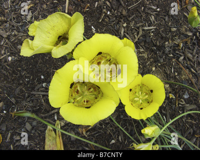 Golden Tulip de papillons, chats-ear, Golden Tulip, Mariposa sego lily, star tulip, mariposa lilies (Calochortus 'Globe Doré', Calo Banque D'Images