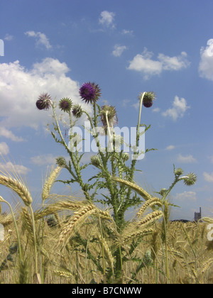 Le musc chardon, chardon penché (Carduus nutans), qui fleurit dans un champ de triticale, Allemagne, Rhénanie du Nord-Westphalie Banque D'Images