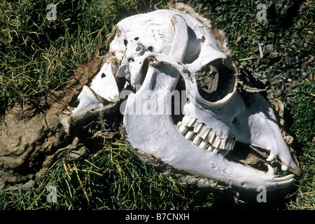 La vigogne (Vicugna vicugna), le crâne d'une vigogne deas dans l'herbe, Chili Banque D'Images